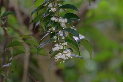 Decaspermum gracilentum