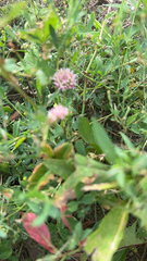 Trifolium fragiferum