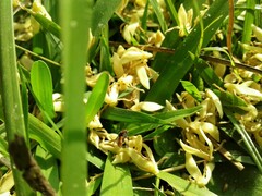 Oxytrigona tataira