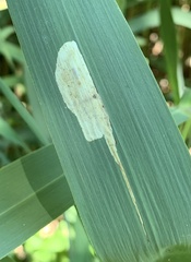 Cosmopterix clandestinella