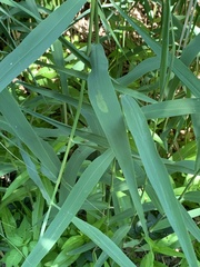 Cosmopterix clandestinella