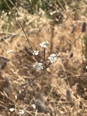 Perideridia kelloggii