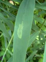 Cosmopterix clandestinella