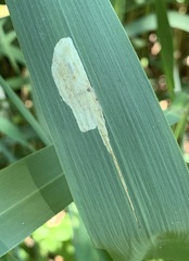 Cosmopterix clandestinella