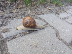 Helix pomatia