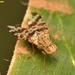Stephanotrypeta taeniaptera - Photo 由 Subramanian Sevgan 所上傳的 (c) Subramanian Sevgan，保留部份權利CC BY-NC