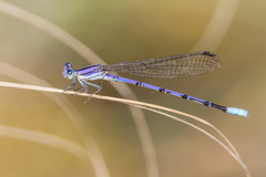 Argia hinei