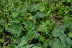 Geum pyrenaicum