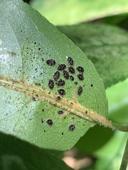 Corythucha associata