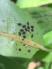 Corythucha associata