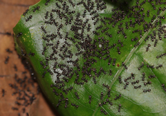 Dolichoderus thoracicus