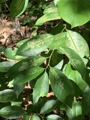 Corythucha associata