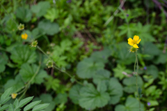Geum pyrenaicum