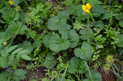 Geum pyrenaicum
