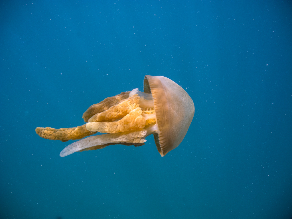 Mosaic Jelly