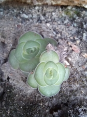 Crassula cremnophila