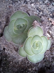 Crassula cremnophila