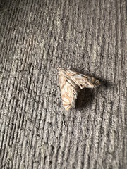 Neocataclysta magnificalis