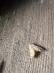 Neocataclysta magnificalis