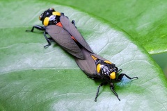 Huechys fusca