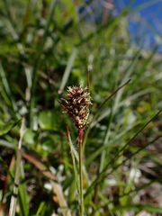 Luzula taiwaniana