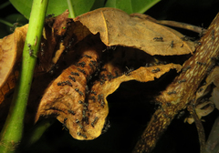 Dolichoderus thoracicus