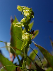 Platanthera mandarinorum