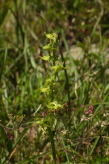 Platanthera mandarinorum