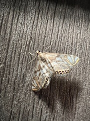 Neocataclysta magnificalis