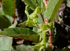 Platanthera mandarinorum