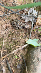 Lithobates palustris