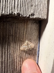 Neocataclysta magnificalis