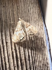 Neocataclysta magnificalis
