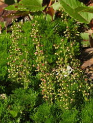 Artemisia oligocarpa