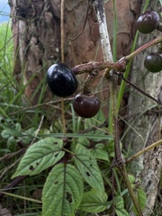 Cissus obliqua