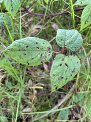 Cissus obliqua