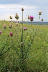 Carduus hamulosus hystrix