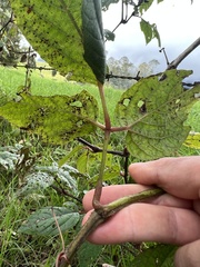 Cissus obliqua