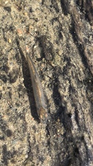 Cyprinella spiloptera