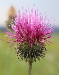 Carduus hamulosus hystrix