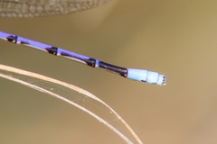Argia hinei