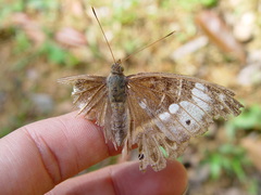 Eulaceura osteria
