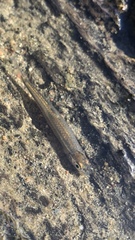 Cyprinella spiloptera