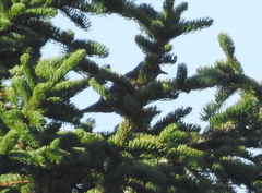 Turdus torquatus