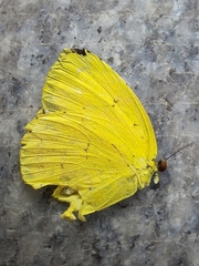 Eurema mandarina