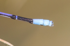 Argia hinei