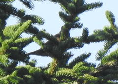 Turdus torquatus