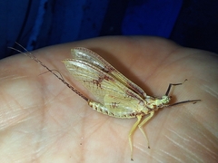 Rhoenanthus coreanus