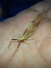 Rhoenanthus coreanus