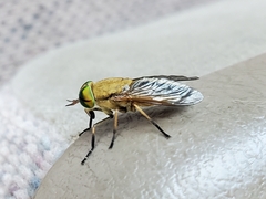 Tabanus nigrovittatus